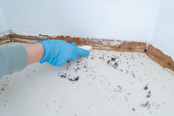 Trusted Wixom, MI Pest Control Experts